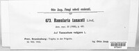 Ramularia tanaceti image